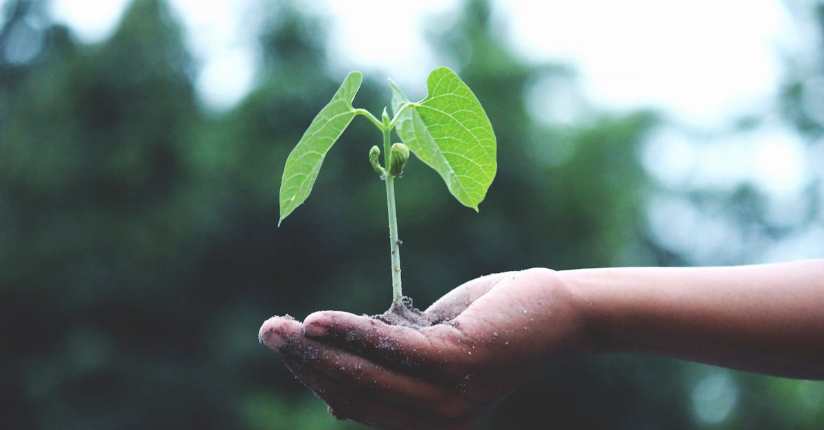 INNOVATION AND SUSTAINABILITY: ROLE OF PATENT LAW IN GREEN TECHNOLOGY INNOVATION AND SUSTAINABILITY: ROLE OF PATENT LAW IN GREEN TECHNOLOGY