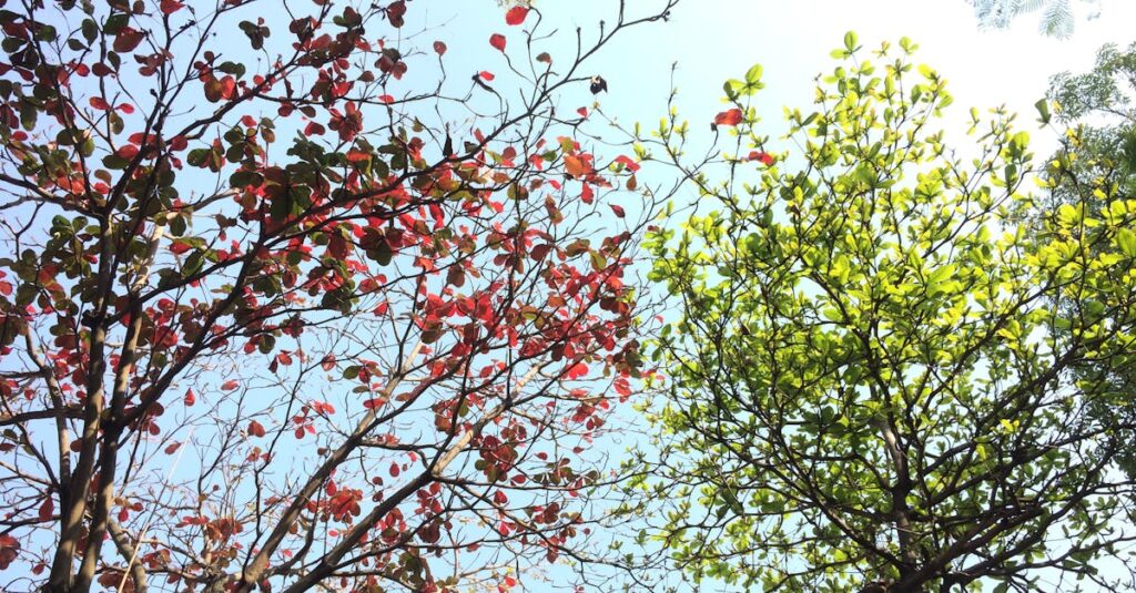 Vibrant red and green leaves on trees under a sunny sky in Hải Châu, Vietnam.