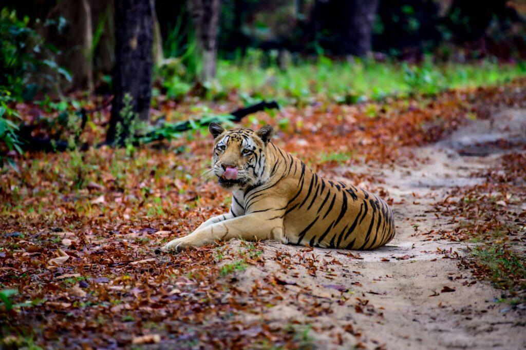 Portrait of a Bengal tiger lying on a path in Kanha National Park, India.